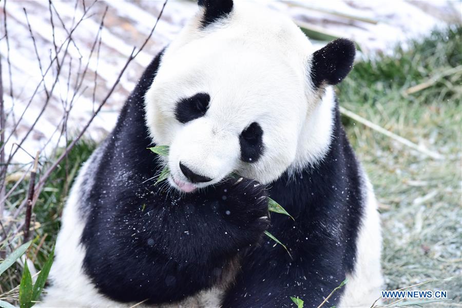 CHINA-QINGHAI-XINING-GIANT PANDA-SNOW (CN)