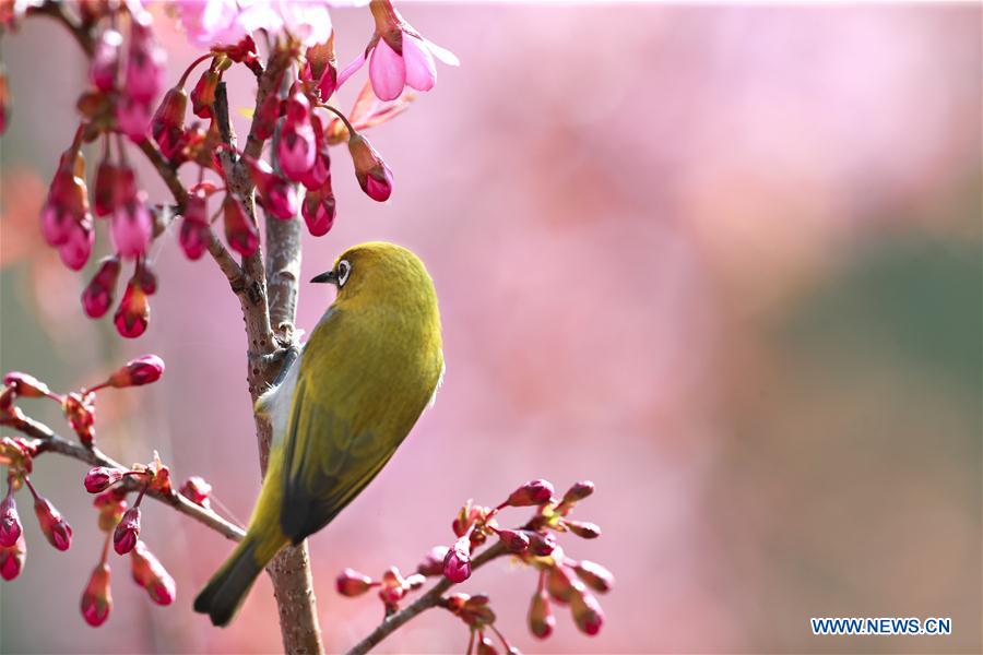 CHINA-GUIZHOU-GUIYANG-WHITE-EYE-BIRD (CN)