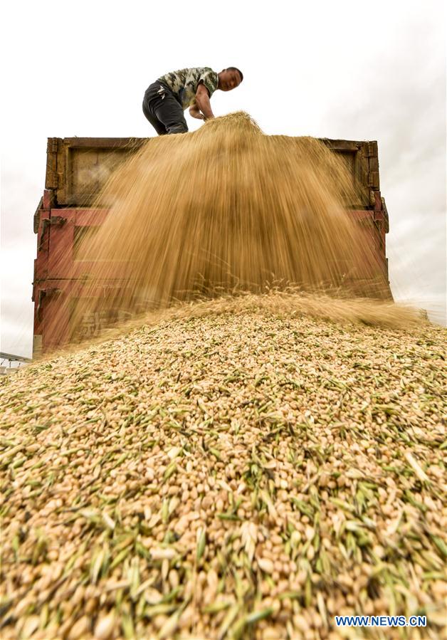 CHINA-XINJIANG-WHEAT HARVEST (CN)