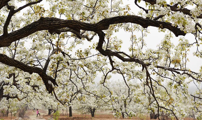 Pear blossoms and peach blossoms bloom in Shandong