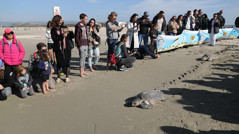 Sea turtles released back to sea near Haifa, Israel