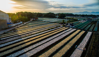 Villagers busy in drying fish in E China