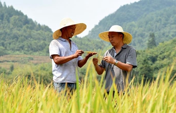 Pic story: farmer helps villagers increase income through organic farming in Guizhou