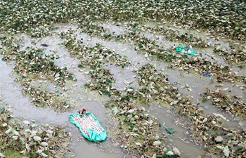 Lotus roots harvested in Jianbei Village, E China's Jiangsu