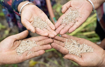 Sesame harvested in central China's Henan