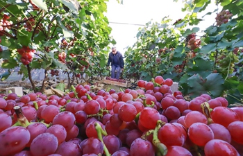 Harvest celebrated around China to mark Farmers' Harvest Festival