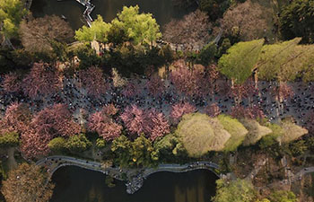 Visitors enjoy cherry blossoms in E China's Anhui