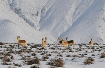 Wild animals forage at Haltent Grassland in NW China's Gansu