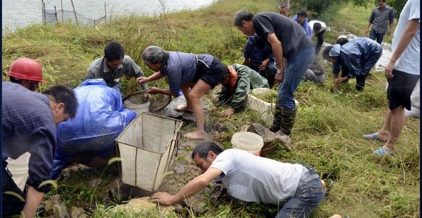 臺風(fēng)過境致浙江溫嶺魚塘漏水 上千斤對蝦遭哄搶