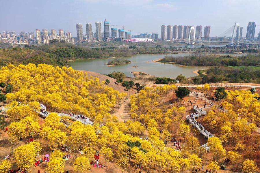 南寧黃花風(fēng)鈴木迎春綻放