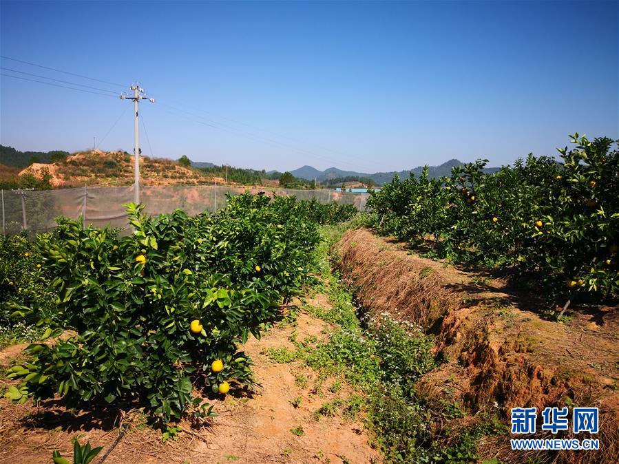 （在習(xí)近平新時(shí)代中國特色社會(huì)主義思想指引下·慶祝改革開放40周年·協(xié)調(diào)發(fā)展·圖文互動(dòng)）（4）臍橙“三變”見證40年變遷