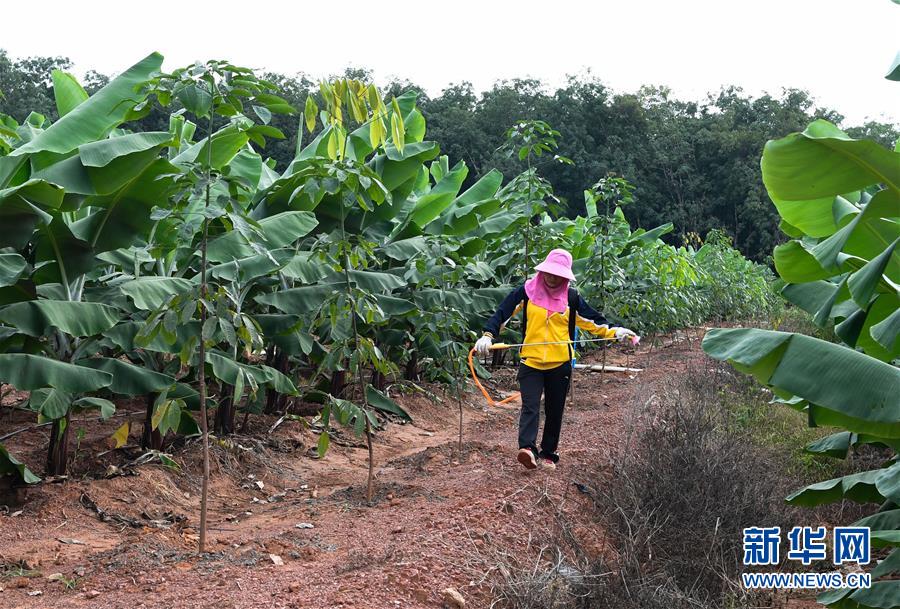 （百城百縣百企調(diào)研行·圖文互動(dòng)）（6）海南農(nóng)墾：農(nóng)業(yè)“國(guó)家隊(duì)”打贏改革“翻身仗”