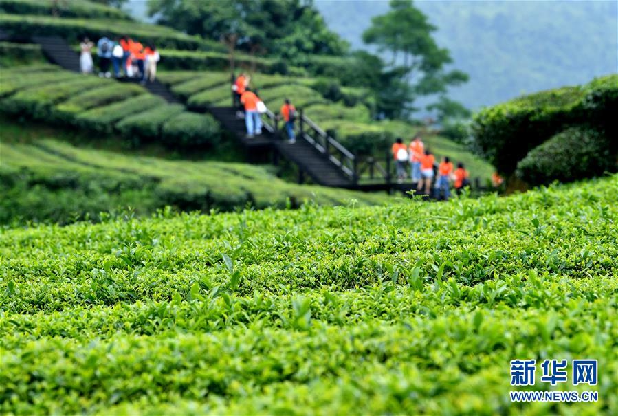 #（新華視界）（4）湖北恩施：山區(qū)茶園引游客