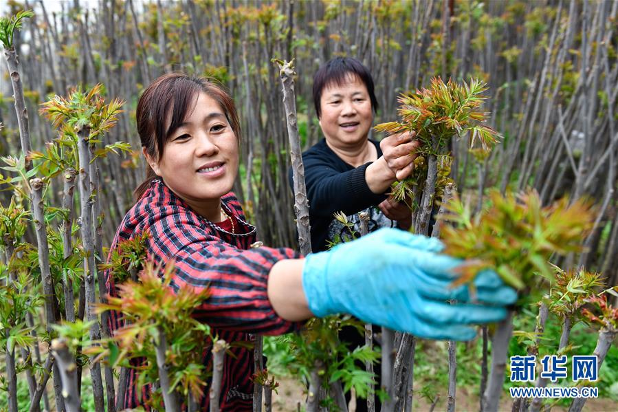 （在習近平新時代中國特色社會主義思想指引下——新時代新作為新篇章·圖文互動）（1）中條山下綠意濃——一個“資源窮縣”的生態(tài)發(fā)展之路