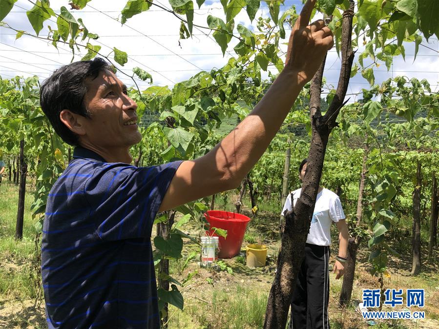 （脫貧攻堅·圖文互動）（1）貧困戶成了致富帶頭人