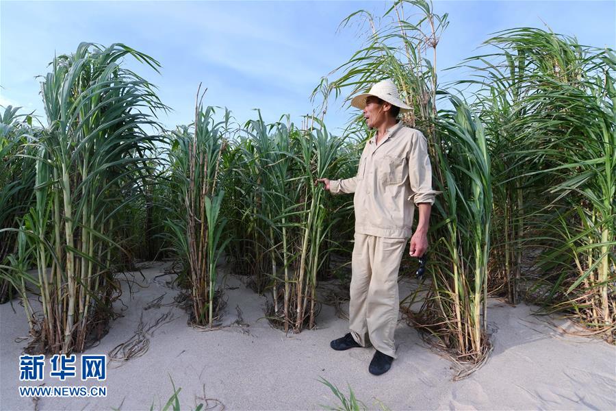 （不忘初心、牢記使命·圖文互動）（3）拳拳寸草心 濃濃報國情——記“菌草之父”林占熺