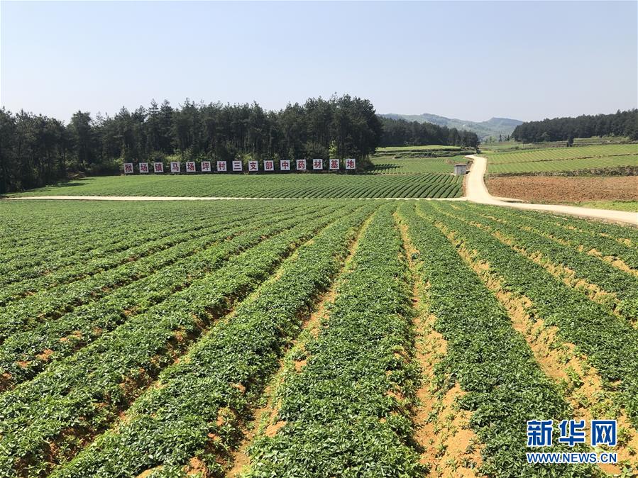 （決戰(zhàn)決勝脫貧攻堅(jiān)·圖文互動(dòng)）（6）田野“變奏”讓薄土“生金”——貴州農(nóng)村產(chǎn)業(yè)革命助推脫貧攻堅(jiān)見(jiàn)聞