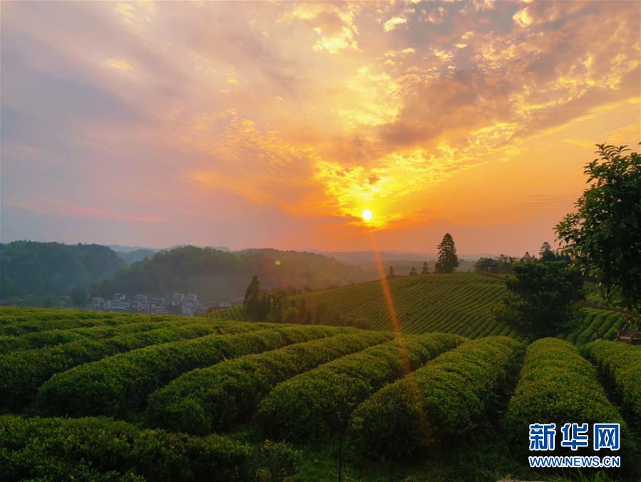 （決戰(zhàn)決勝脫貧攻堅(jiān)·圖文互動(dòng)）（8）田野“變奏”讓薄土“生金”——貴州農(nóng)村產(chǎn)業(yè)革命助推脫貧攻堅(jiān)見(jiàn)聞