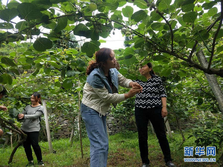 （新華全媒頭條·圖文互動）（10）初夏，循著總書記的腳步探訪產(chǎn)業(yè)扶貧新事