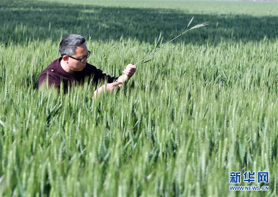 （在習近平新時代中國特色社會主義思想指引下——新時代新作為新篇章·習近平總書記關切事·圖文互動）（5）新農(nóng)事、新希望——夏收前田間新動態(tài)掃描