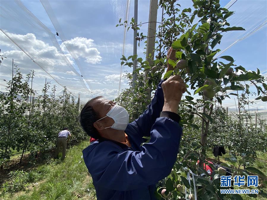 （決戰(zhàn)決勝脫貧攻堅·圖文互動）（2）高原紅了，日子好了——貴州海拔最高縣發(fā)展蘋果產(chǎn)業(yè)見聞