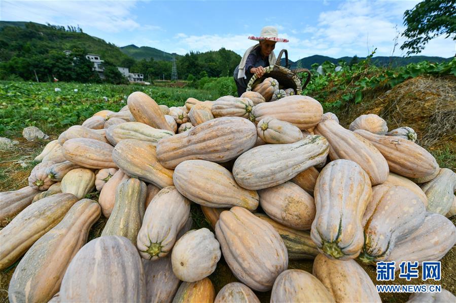 （決戰(zhàn)決勝脫貧攻堅·圖文互動）（6）“草鞋村”的致富經(jīng)