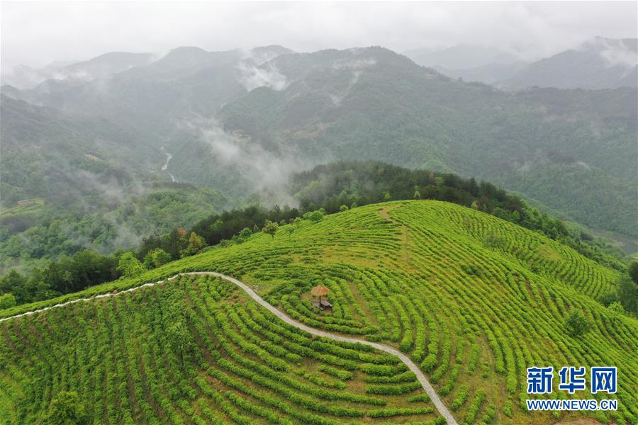 （走向我們的小康生活·圖文互動(dòng)）（8）綠了青山，紅了日子——秦巴山區(qū)群眾繪出小康“調(diào)色板”