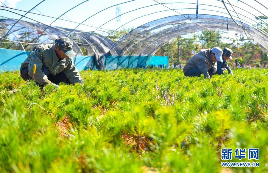 （在習近平新時代中國特色社會主義思想指引下——新時代新作為新篇章·習近平總書記關(guān)切事·圖文互動）（8）綠意，在黃沙中鋪展——我國防沙治沙紀實