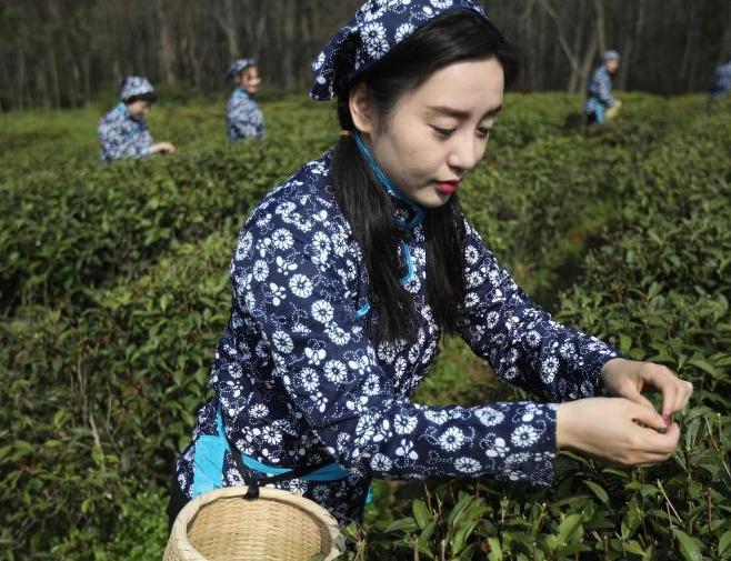 采茶姑娘走進(jìn)南京中山陵園開采雨花春茶