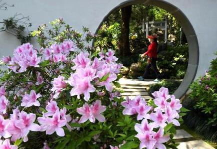 福州西湖公園杜鵑花開引游人