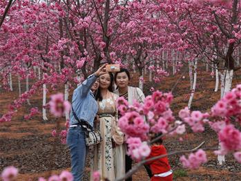 櫻花漫山，一份14年的等待