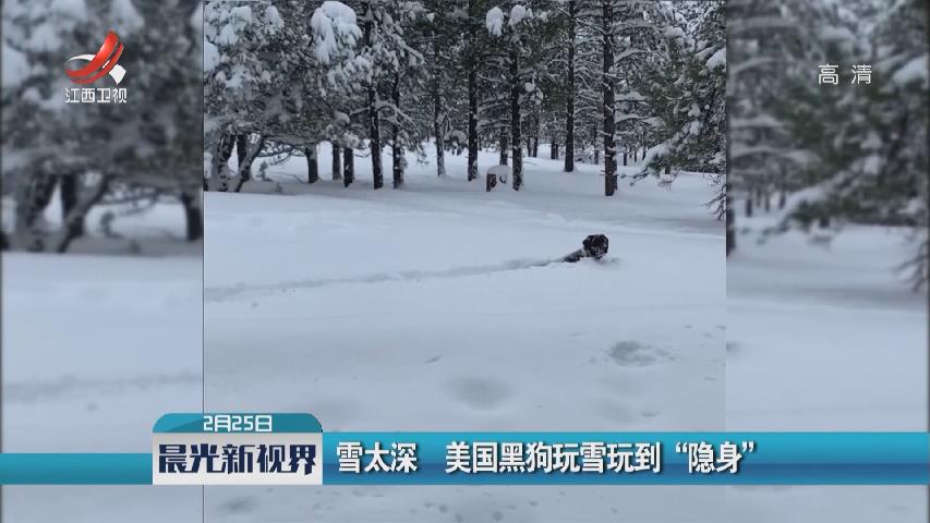 雪太深 美國黑狗玩雪玩到“隱身”