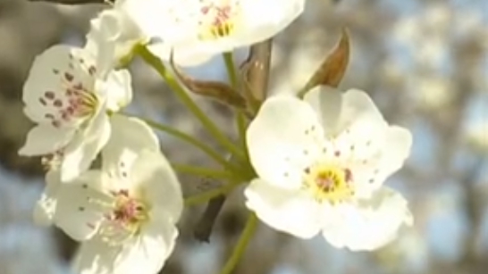 安徽碭山：萬畝梨花開 踏青正當(dāng)時