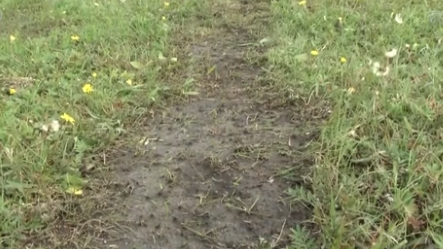 內(nèi)蒙古呼倫貝爾草原遭越野車碾壓