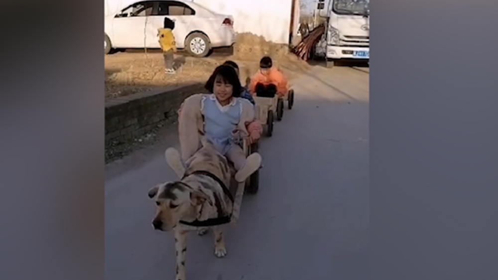 男子給孩子做縮小版小火車(chē)，家里的狗狗做動(dòng)力拉著孩子上學(xué)