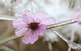 “冰雪奇緣”