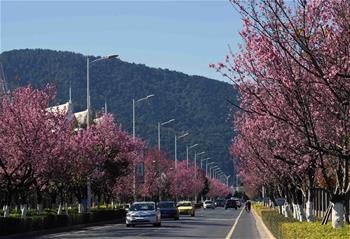 昆明冬季鮮花盛開