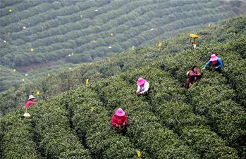 河南信陽(yáng)：春日茶香